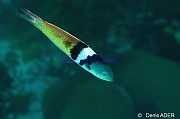 Thalassoma bifasciatum Girelle Paon a tete bleue terminal-Bonaire 1000steps-8m-20180222-Denis-ADER-DSC_7496_tn